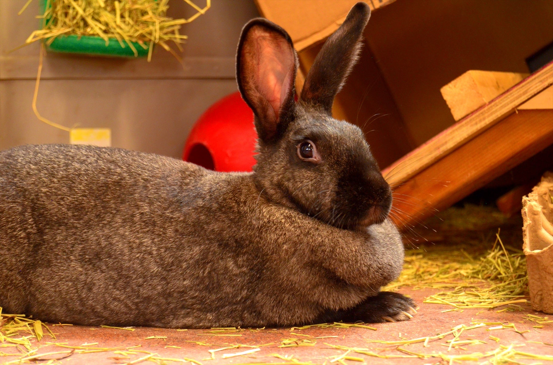 Bunny resting inside Gearonimo Sports